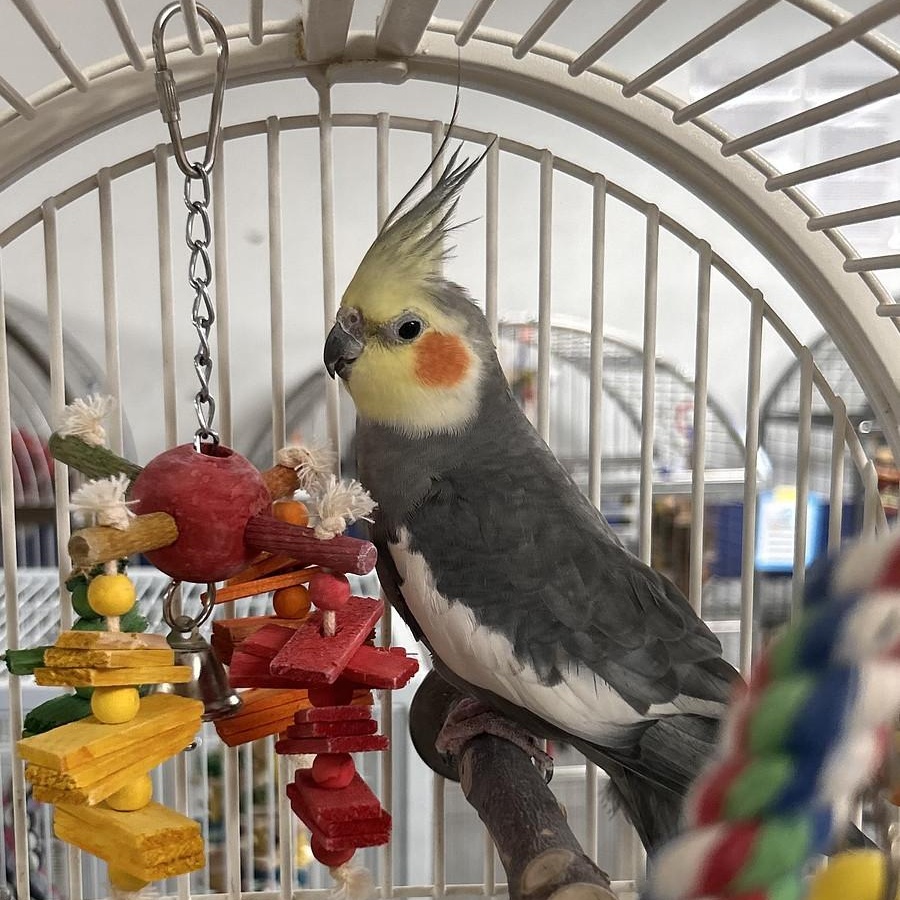 Enlarge Astro + Willy, a Adoptable Cockatiel in Cape Elizabeth, ME image 5/6