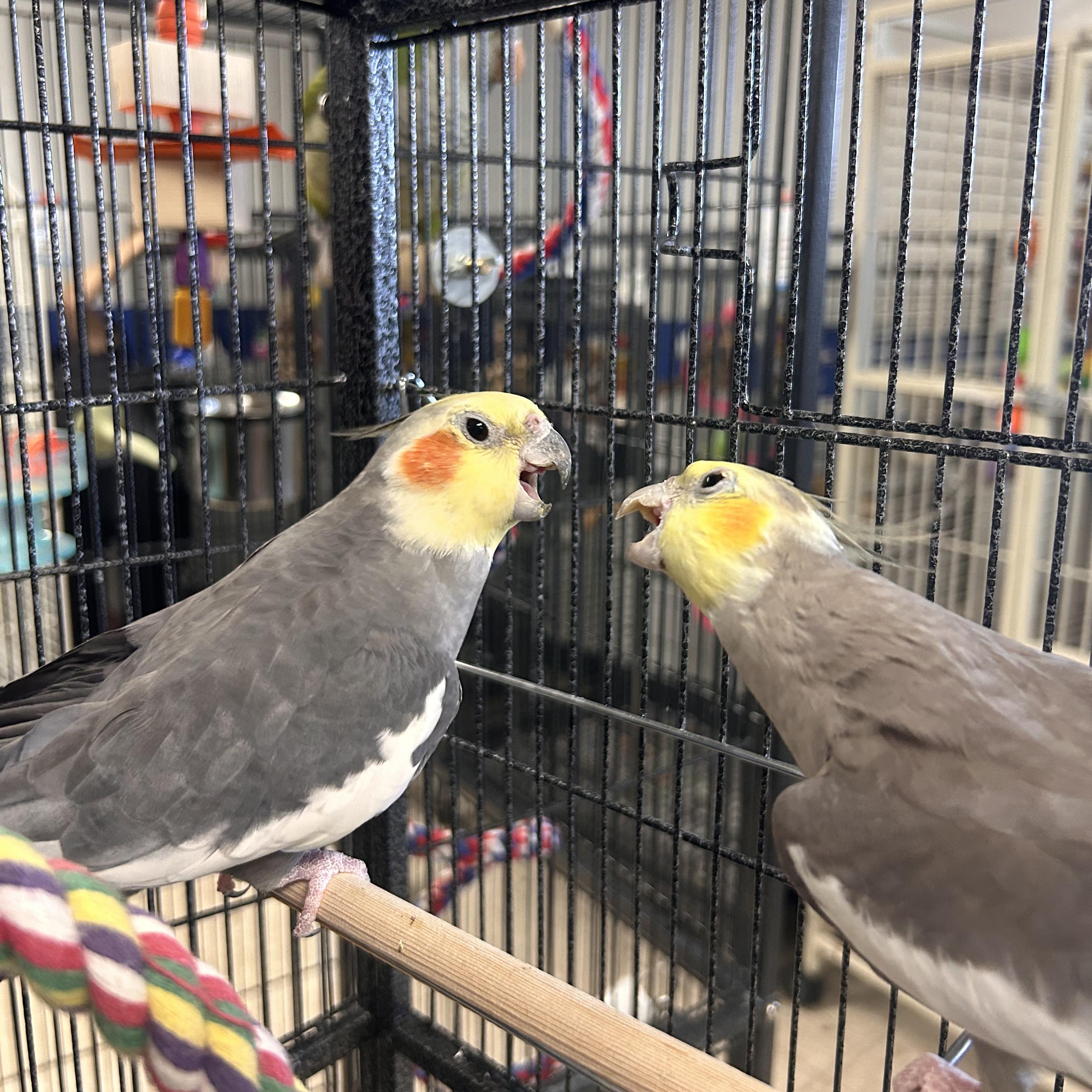 Enlarge Astro + Willy, a Adoptable Cockatiel in Cape Elizabeth, ME image 2/6