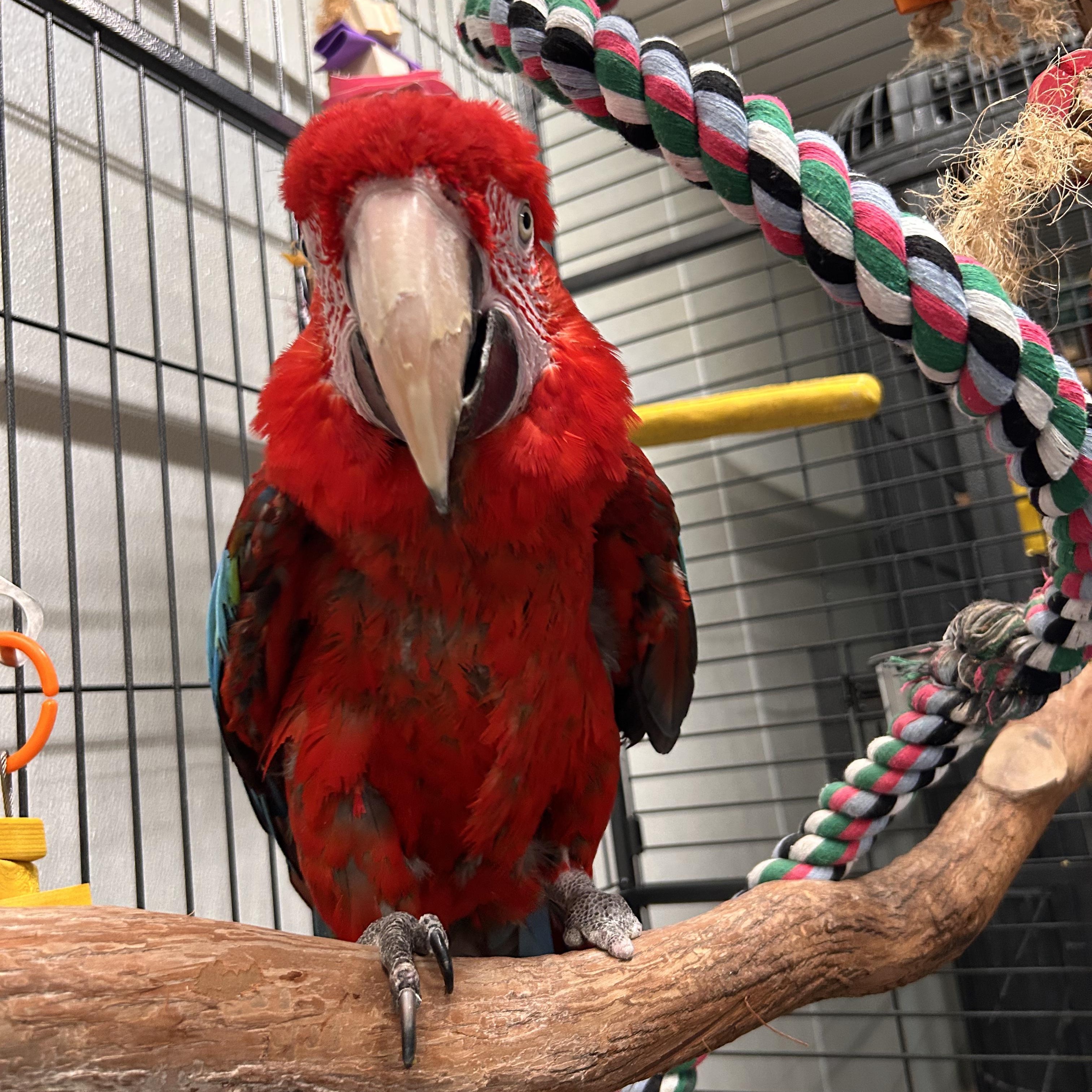 Enlarge Rio, a Adoptable Macaw in Warwick, RI image 2/4