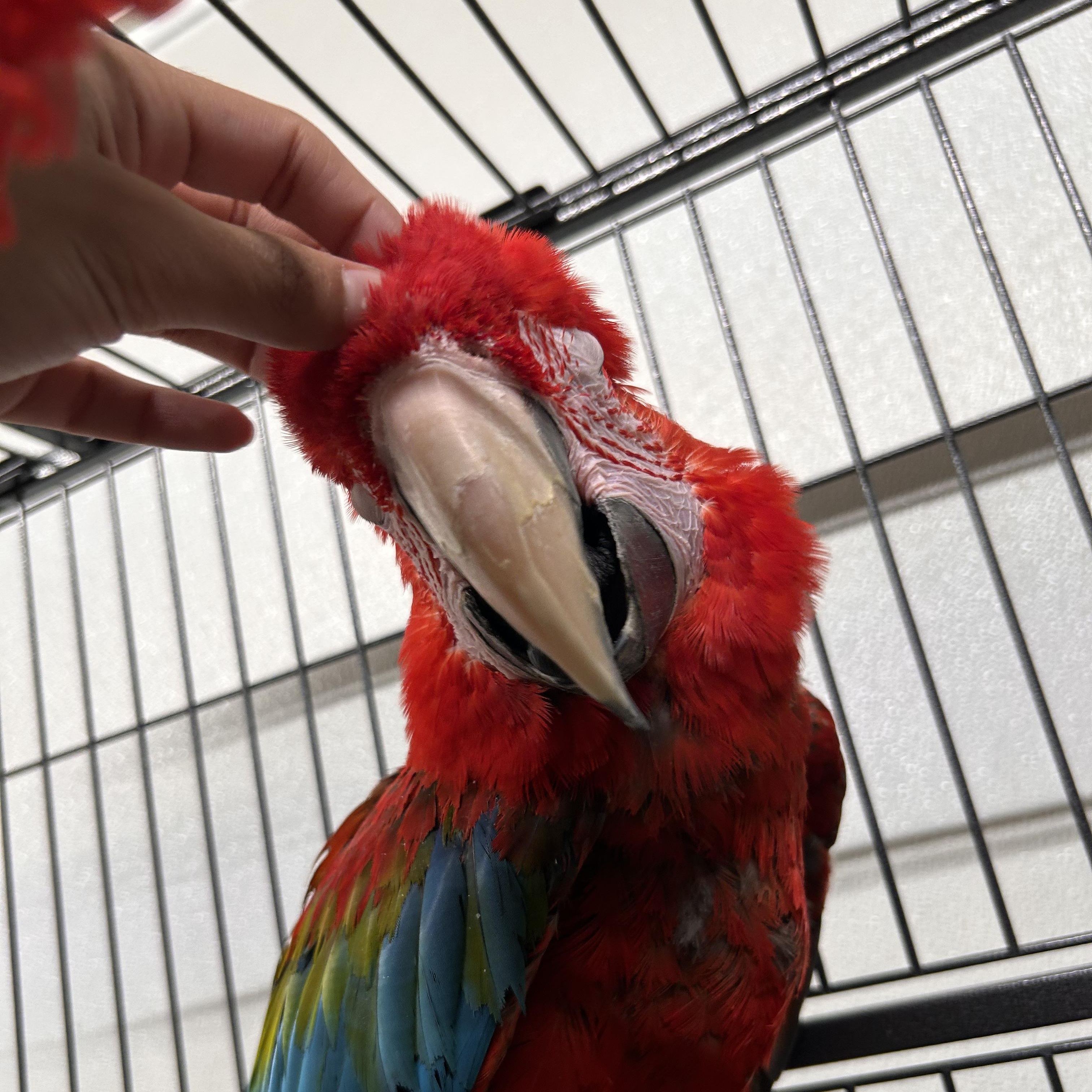 Enlarge Rio, a Adoptable Macaw in Warwick, RI image 1/4