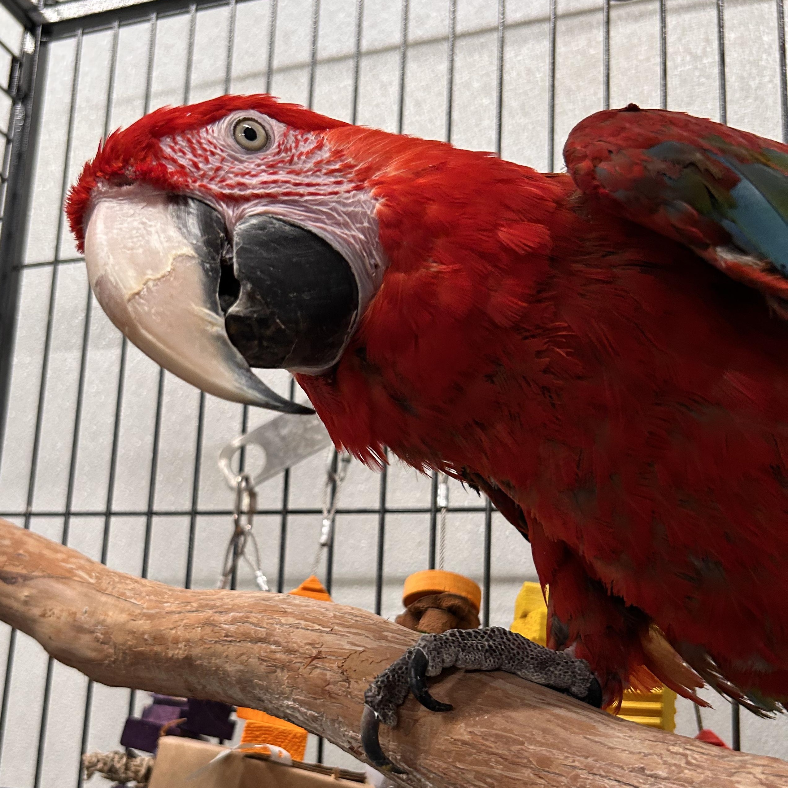 Enlarge Rio, a Adoptable Macaw in Warwick, RI image 3/4