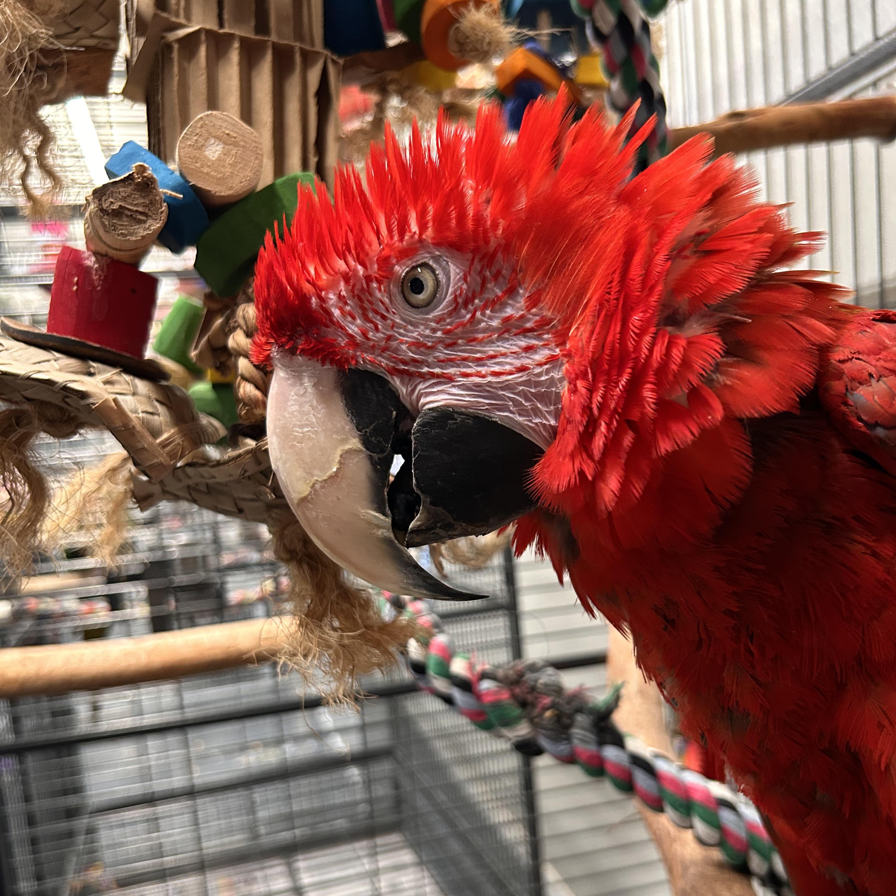 Enlarge Rio, a Adoptable Macaw in Warwick, RI image 4/4