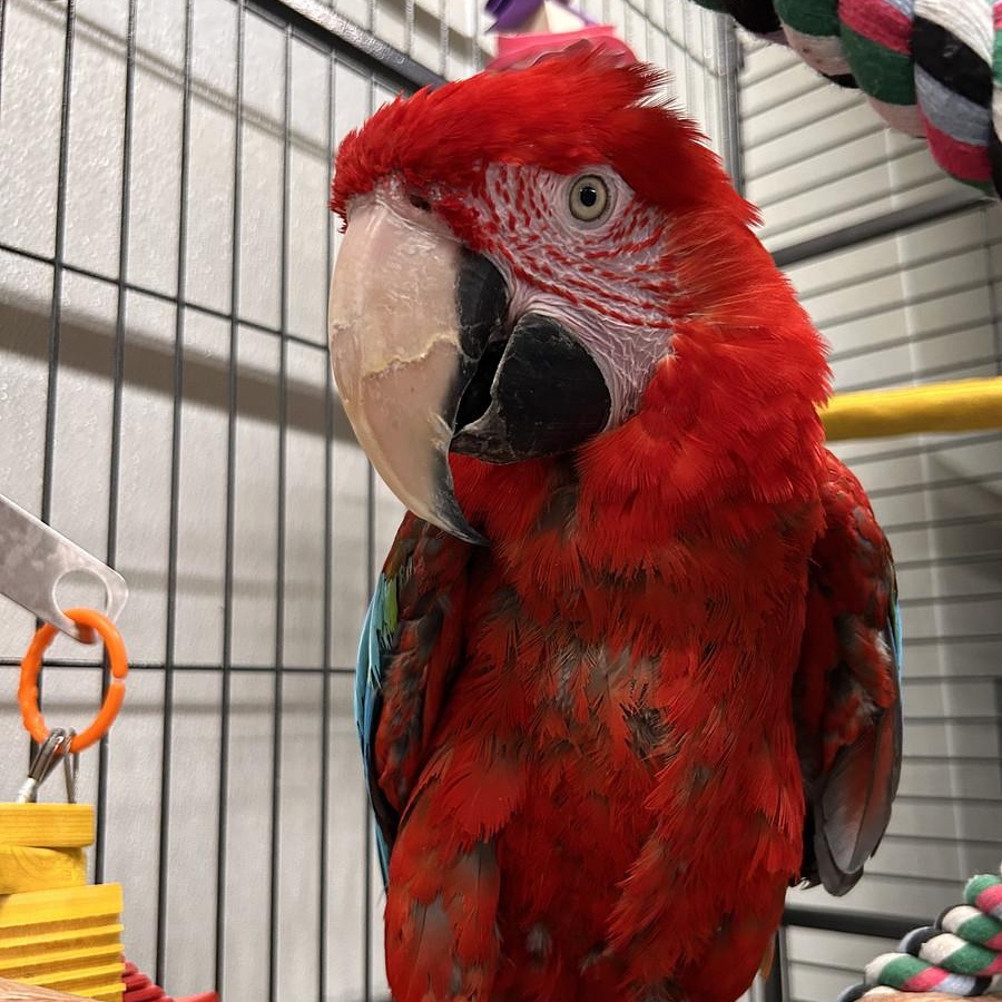 Enlarge Rio, a Adoptable Macaw in Warwick, RI image 1/5