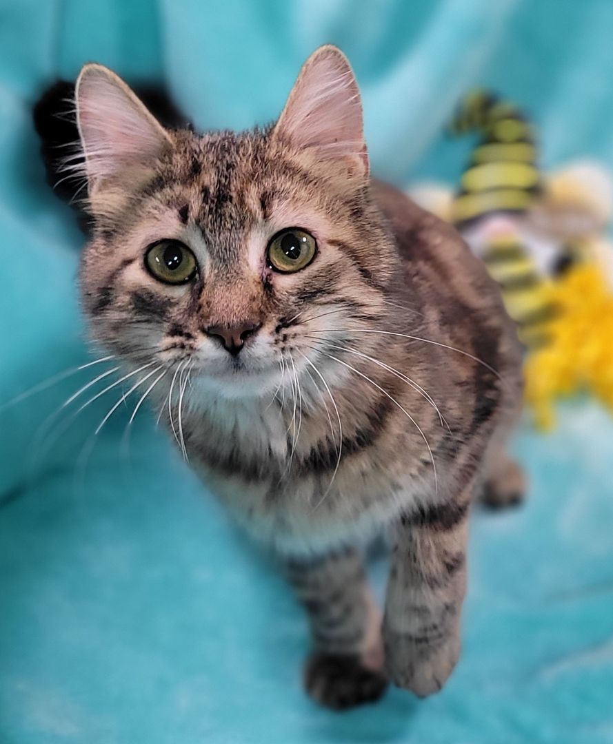 Katana, Adoptable, Kitten Female Domestic Long Hair & Torbie.