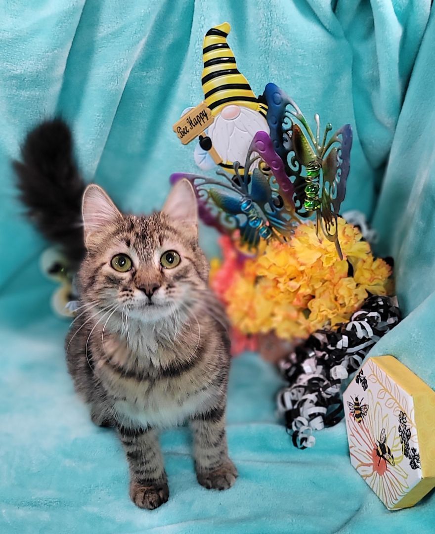 Enlarge Katana, a Adoptable mixed breed in Vernon, TX image 2/6