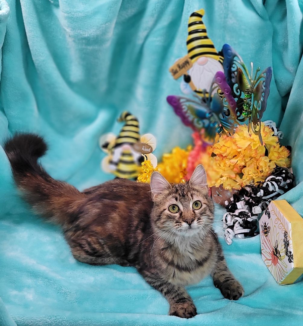 Enlarge Katana, a Adoptable mixed breed in Vernon, TX image 3/6