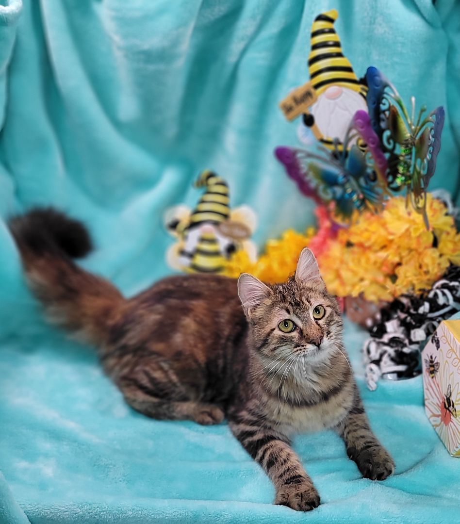 Enlarge Katana, a Adoptable mixed breed in Vernon, TX image 4/6