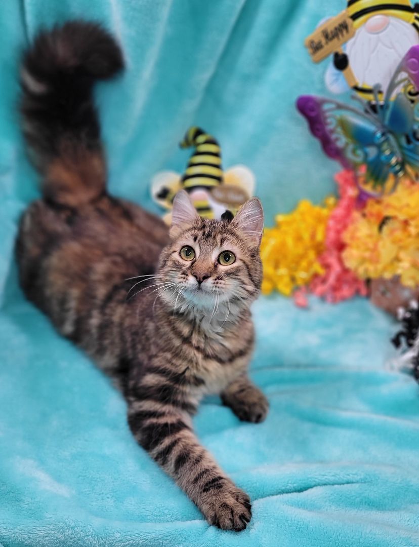 Enlarge Katana, a Adoptable mixed breed in Vernon, TX image 5/6