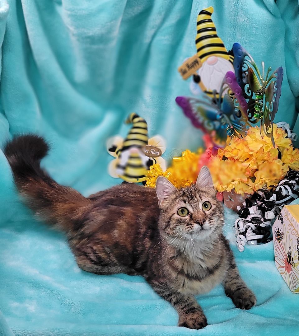 Enlarge Katana, a Adoptable mixed breed in Vernon, TX image 6/6