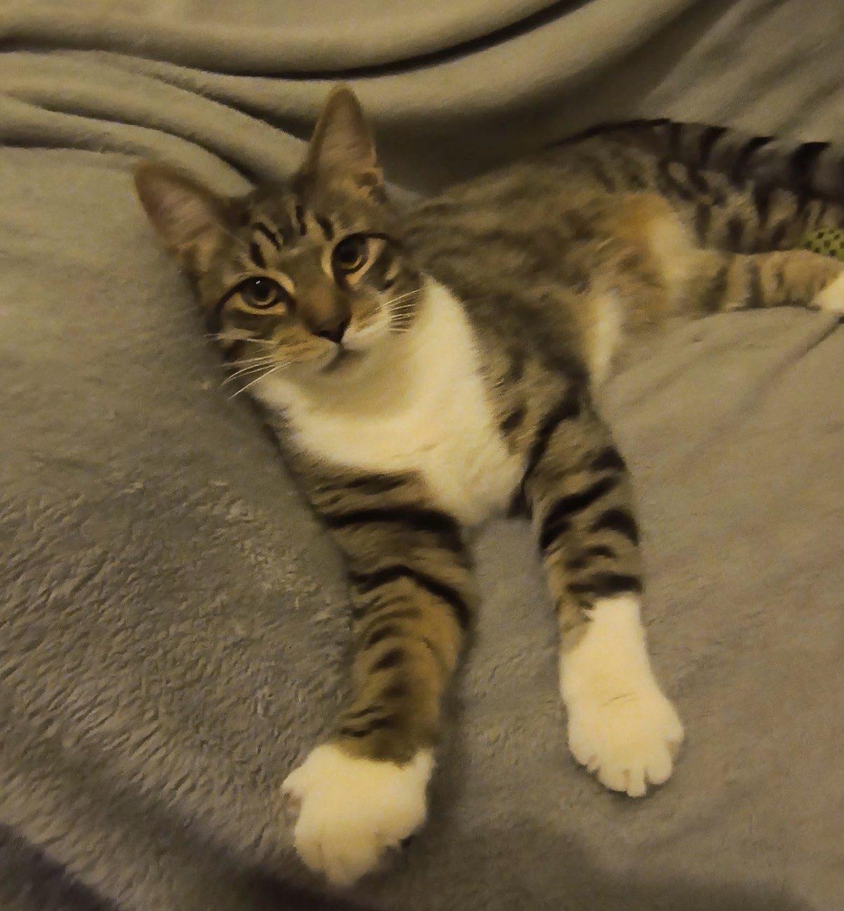 Colby Jack, a Adoptable Domestic Short Hair in Rootstown, OH image 2/3