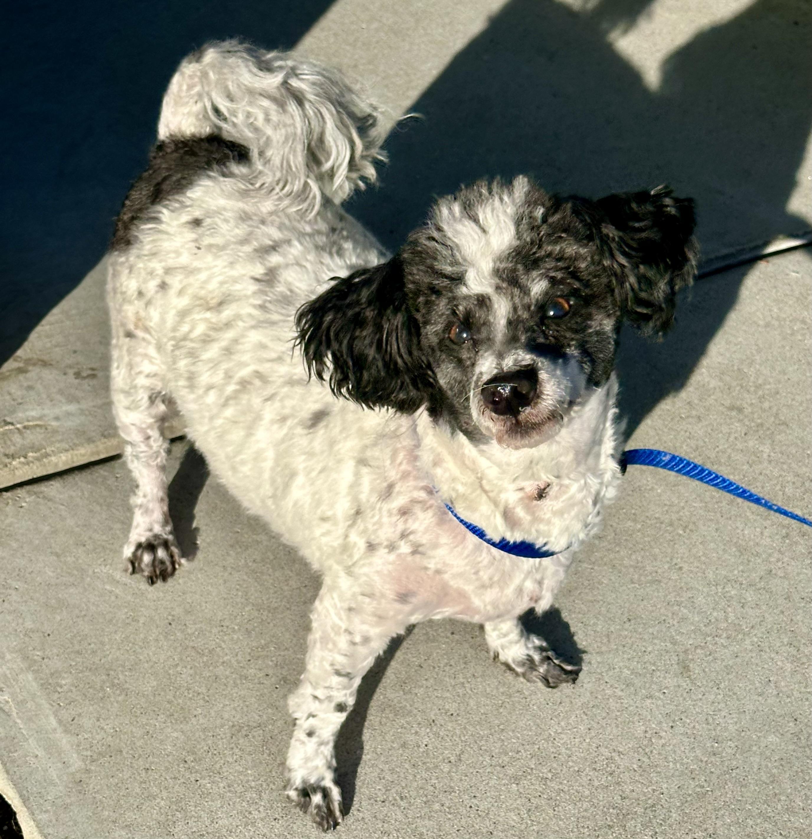 Doogie, Adoptable, Adult Male Poodle.
