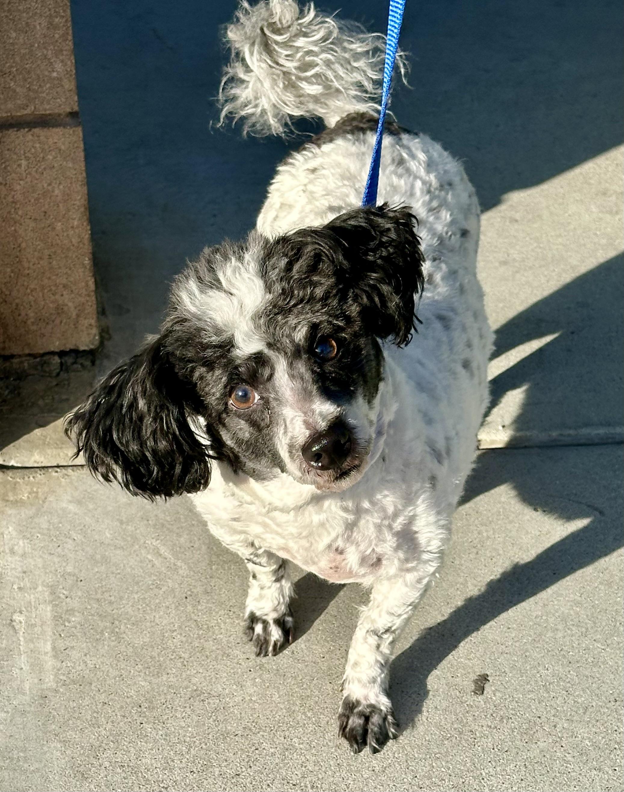 Enlarge Doogie, a Adoptable Poodle in Fremont, CA image 2/3