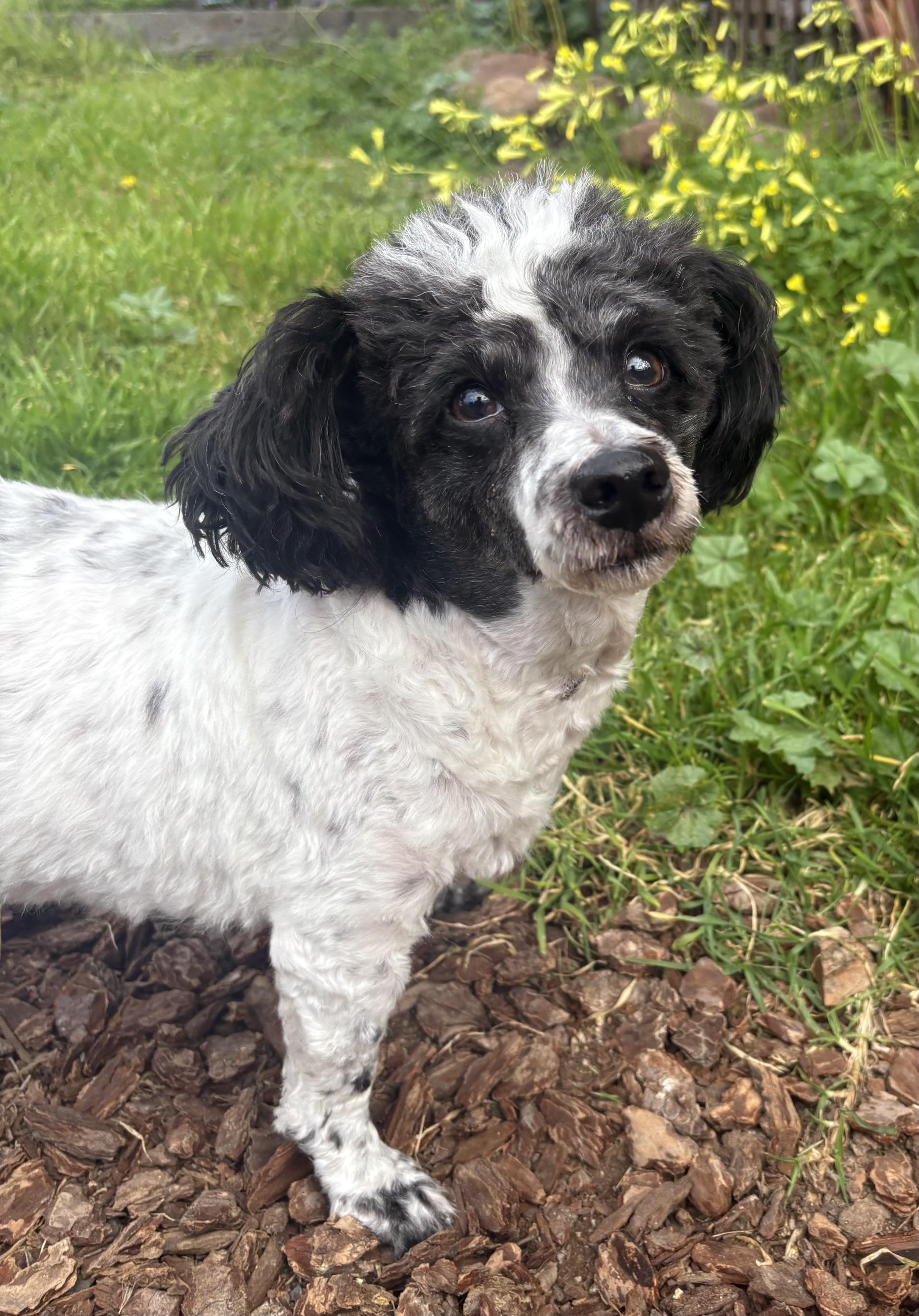 Doogie, Adoptable, Adult Male Poodle.