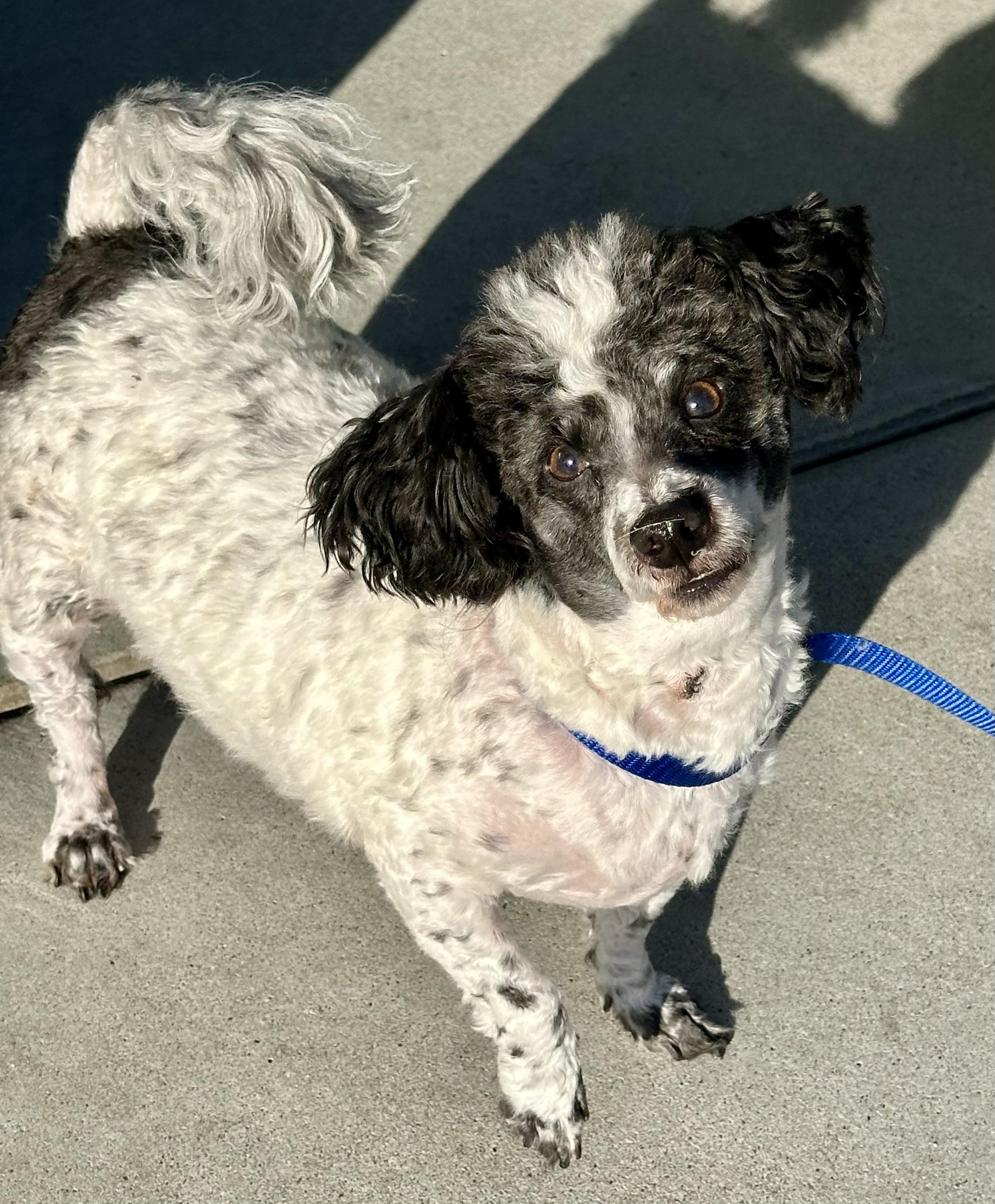 Enlarge Doogie, a Adoptable Poodle in Fremont, CA image 3/3