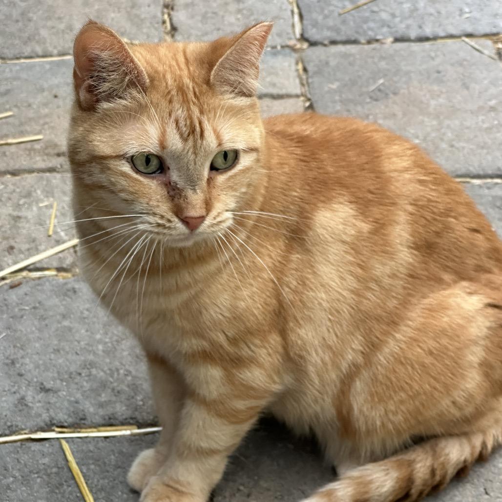 Georgia, Adoptable, Adult Female Domestic Short Hair.