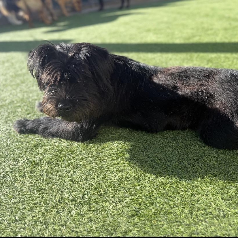 Enlarge Riley, an adopted mixed breed in Colorado Springs , CO image 4/6
