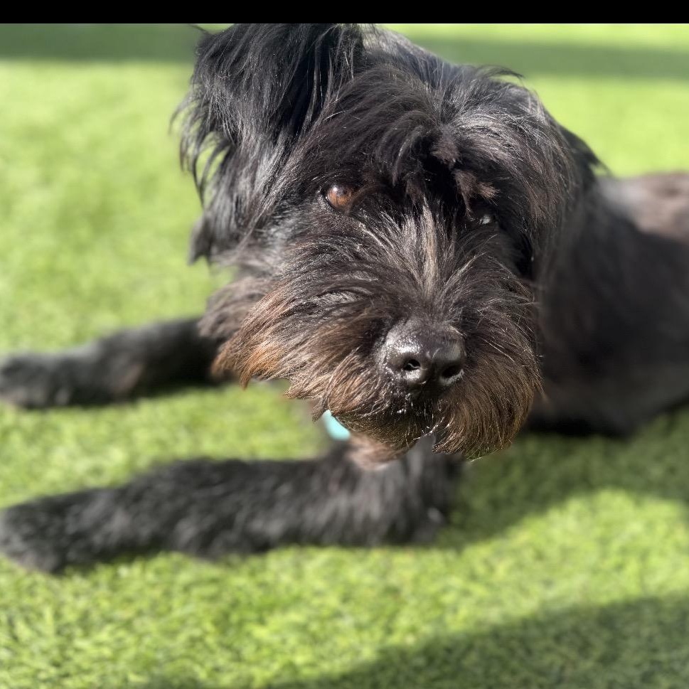 Enlarge Riley, an adopted mixed breed in Colorado Springs , CO image 5/6
