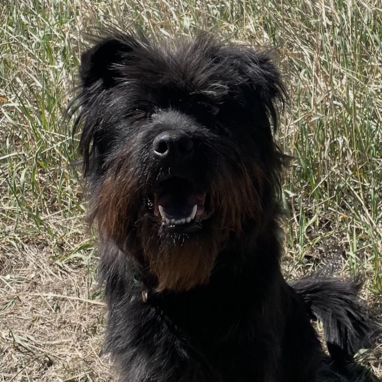 Enlarge Riley, an adopted mixed breed in Colorado Springs , CO image 6/6