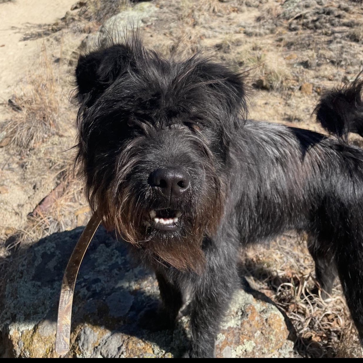 Riley, ADOPTABLE, Young Male Miniature Schnauzer.