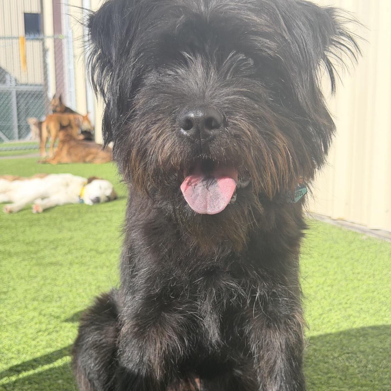 Enlarge Riley, an adopted mixed breed in Colorado Springs , CO image 2/6