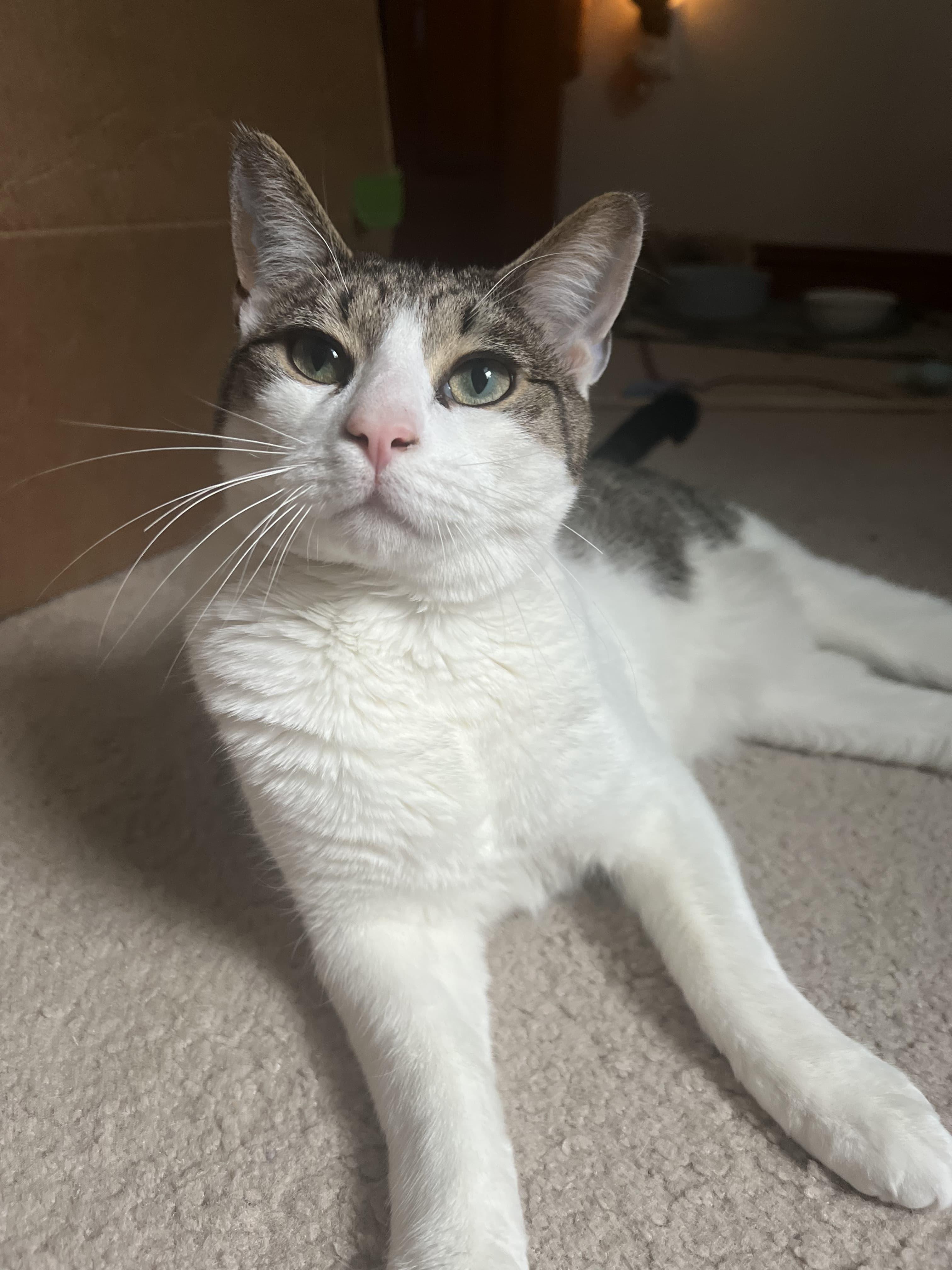 Enlarge Sydney, a Adoptable Domestic Short Hair in Nottingham, MD image 2/5