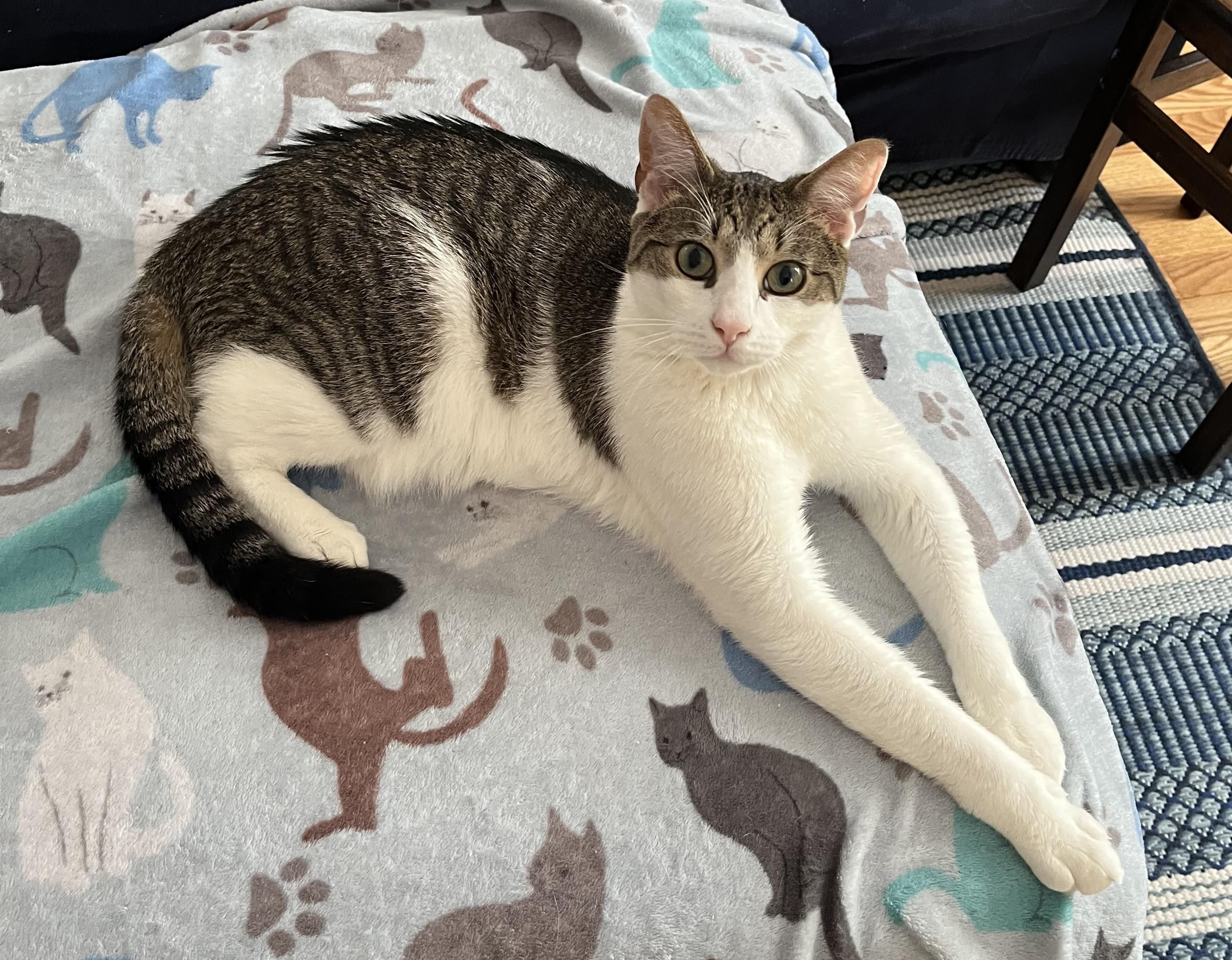 Sydney, Adoptable, Adult Male Domestic Short Hair.