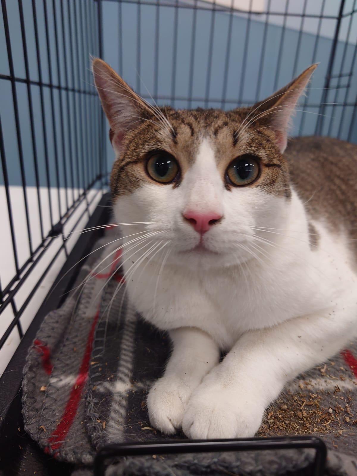 Enlarge Sydney, a Adoptable Domestic Short Hair in Nottingham, MD image 3/5