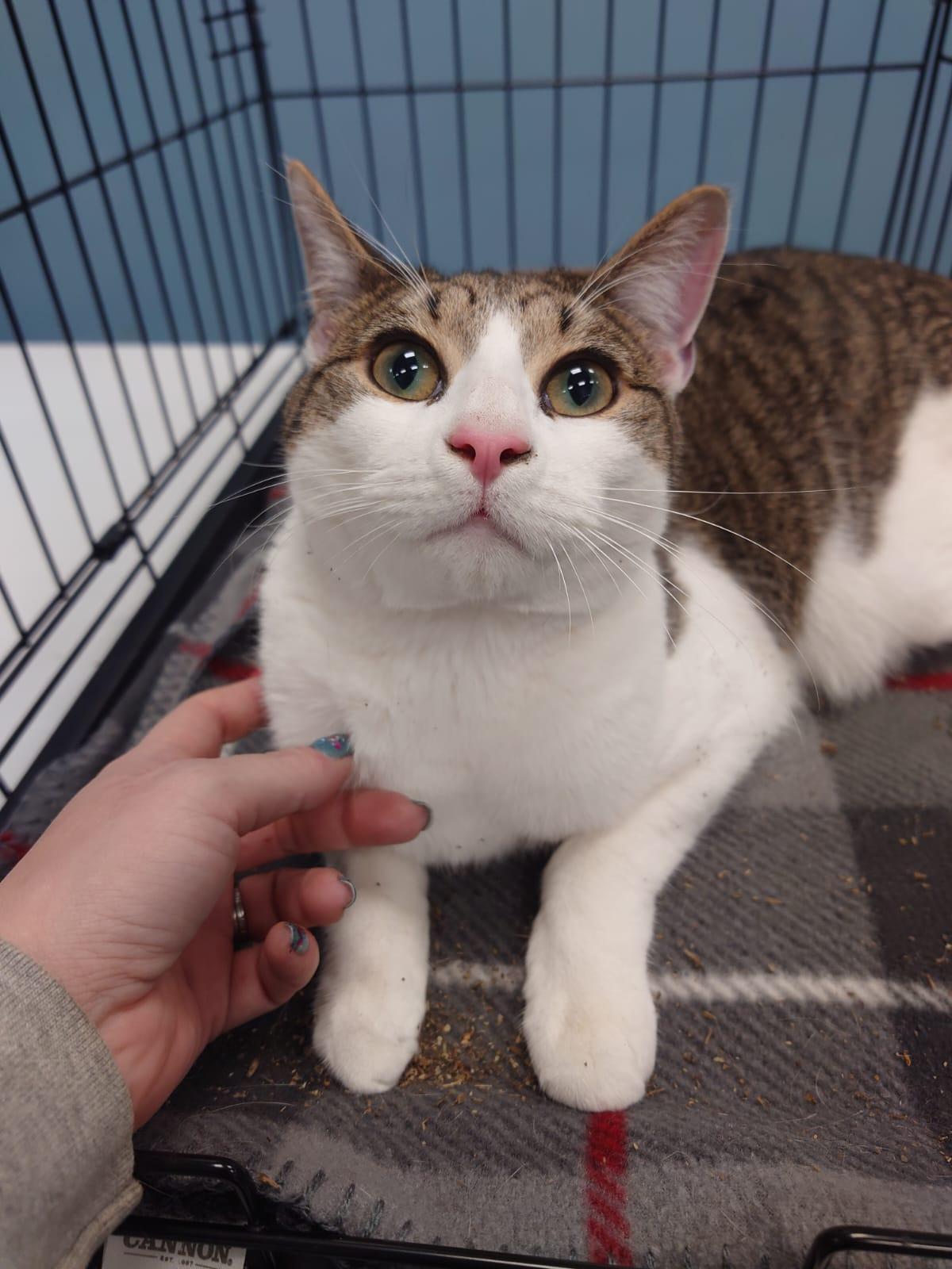 Enlarge Sydney, a Adoptable Domestic Short Hair in Nottingham, MD image 4/5