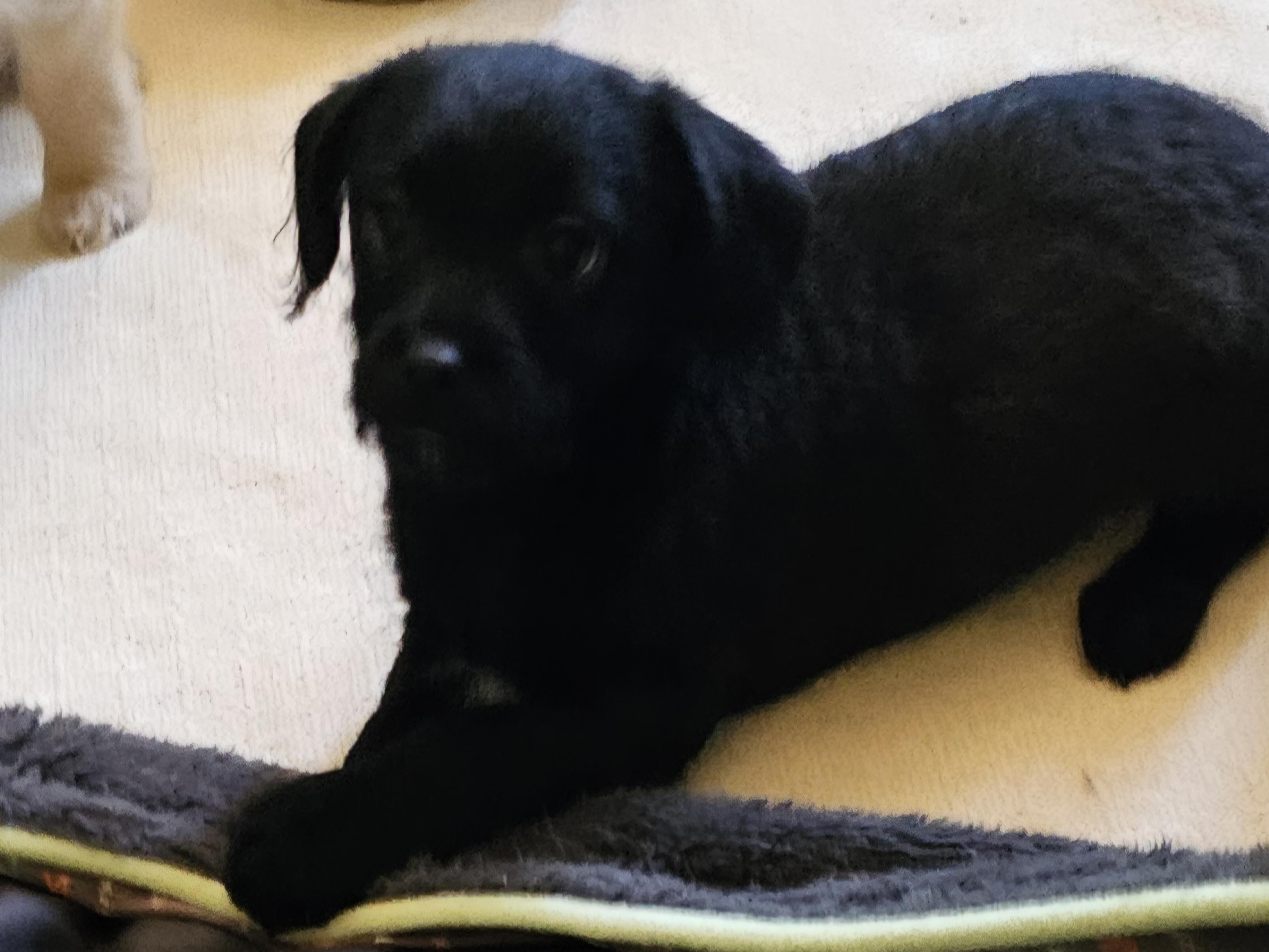 2boys yorkiepoo mixes, adopted, Puppy Male Yorkie Poo & Pembroke Welsh Corgi.