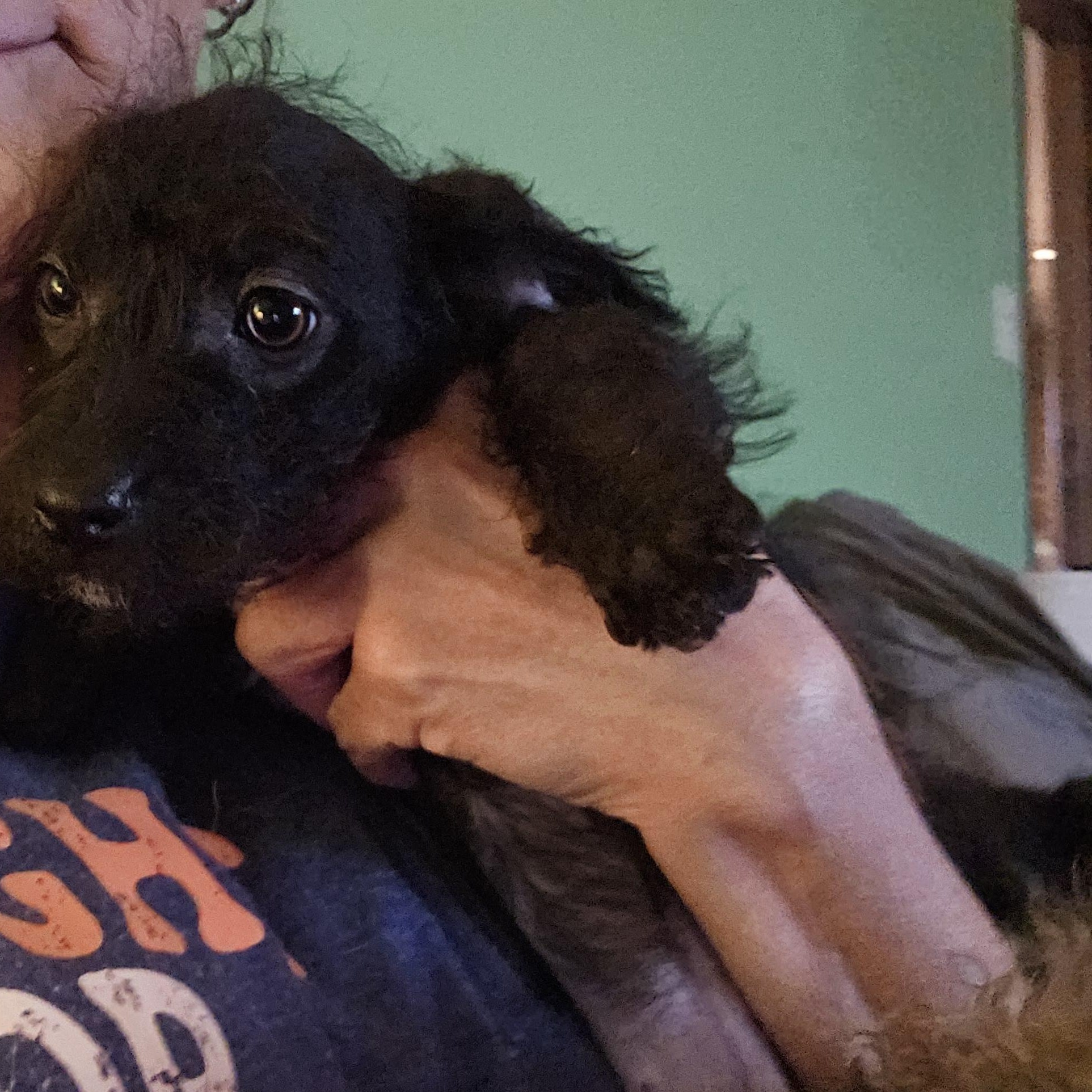 2boys1girl yorkiepoo mixes, Adoptable, Puppy Female Yorkie Poo & Pembroke Welsh Corgi.