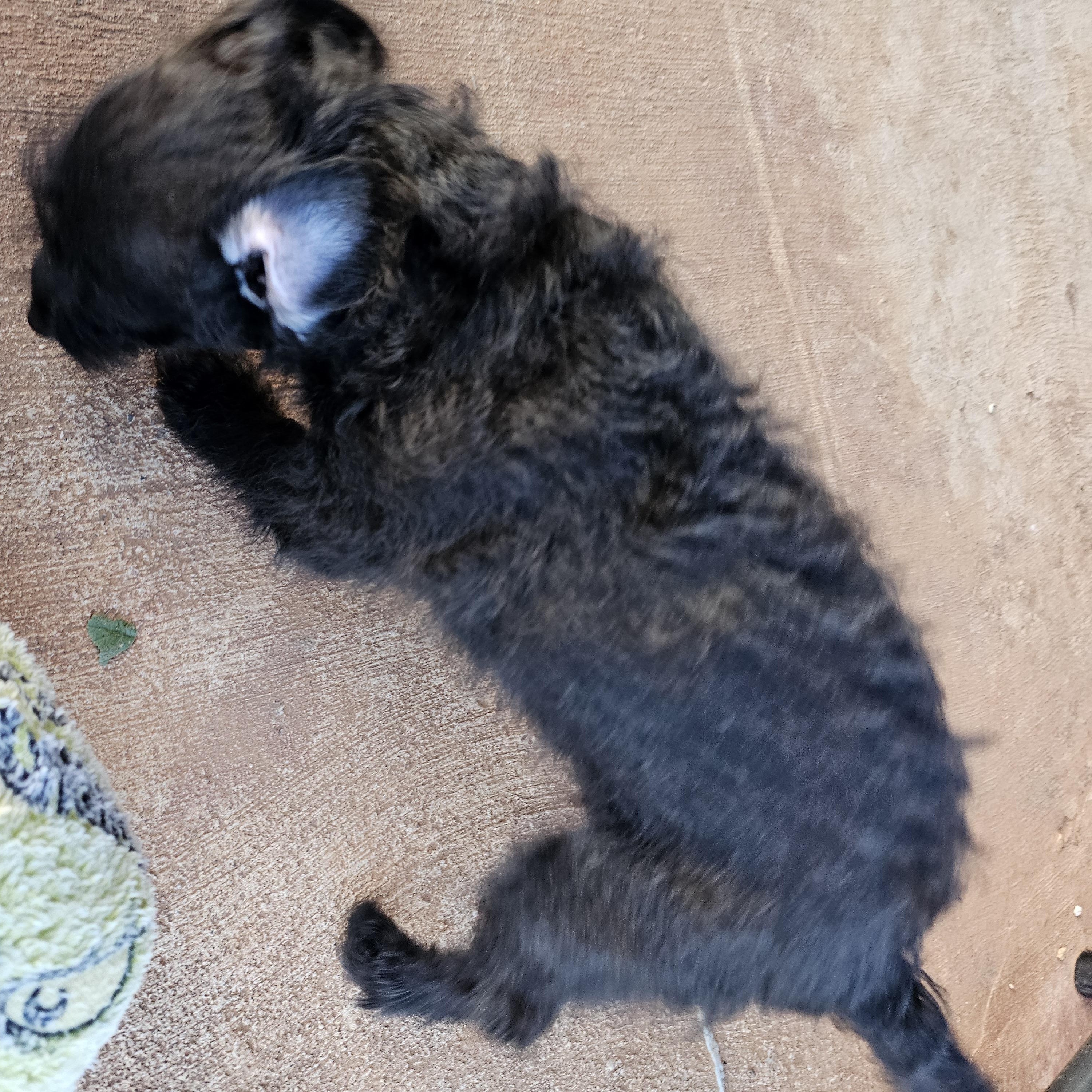 2boys1girl yorkiepoo mixes, a Adoptable mixed breed in Clovis, NM image 5/5