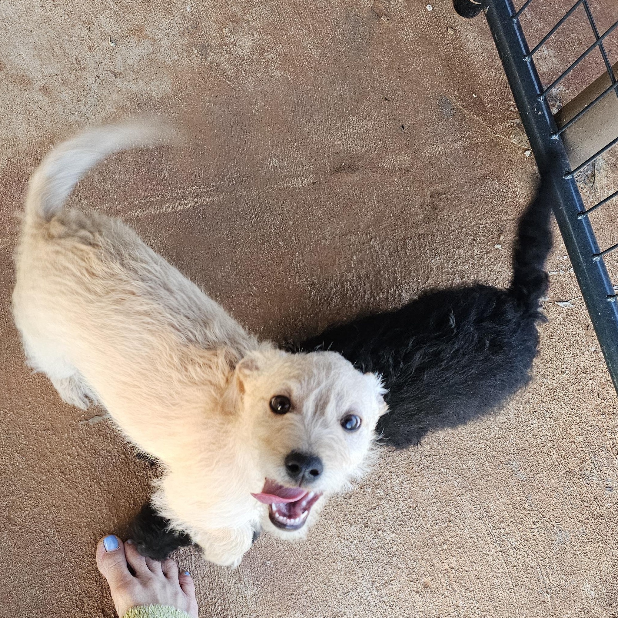 2boys1girl yorkiepoo mixes, a Adoptable mixed breed in Clovis, NM image 4/5