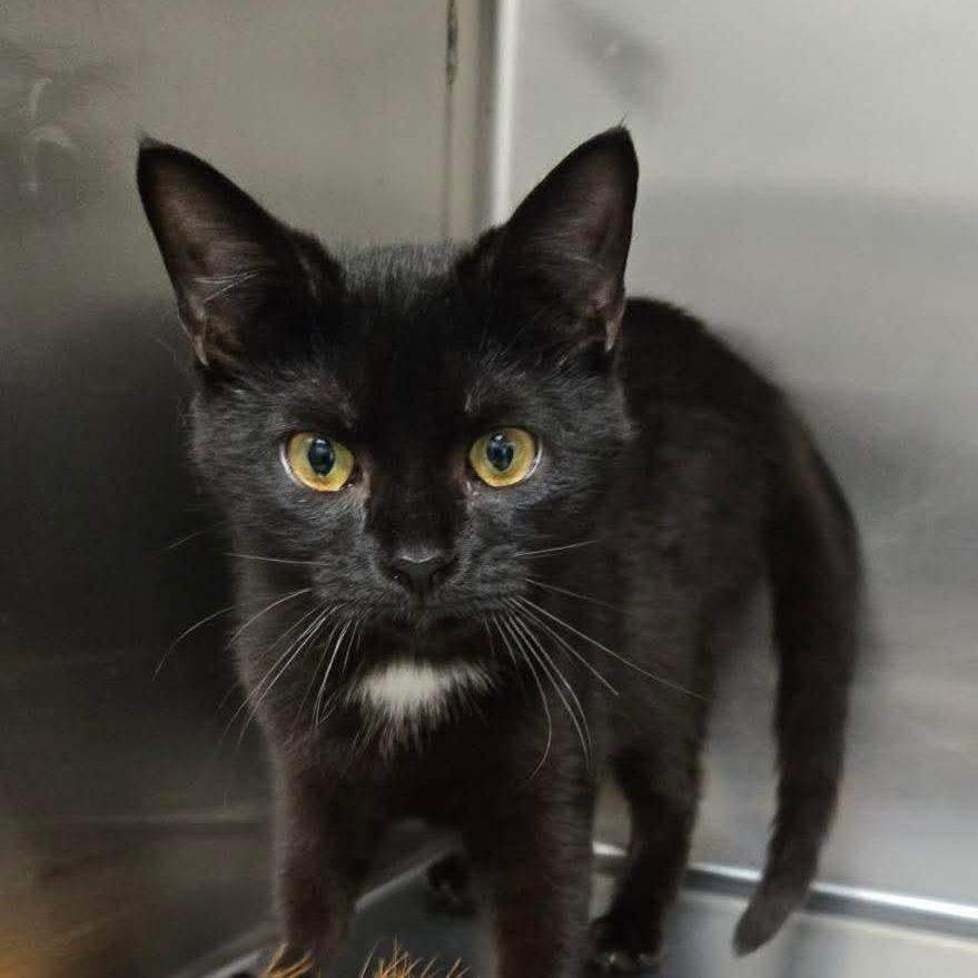 Enlarge Twinkle, a Adoptable Domestic Short Hair in Rocky Mount, VA image 1/6