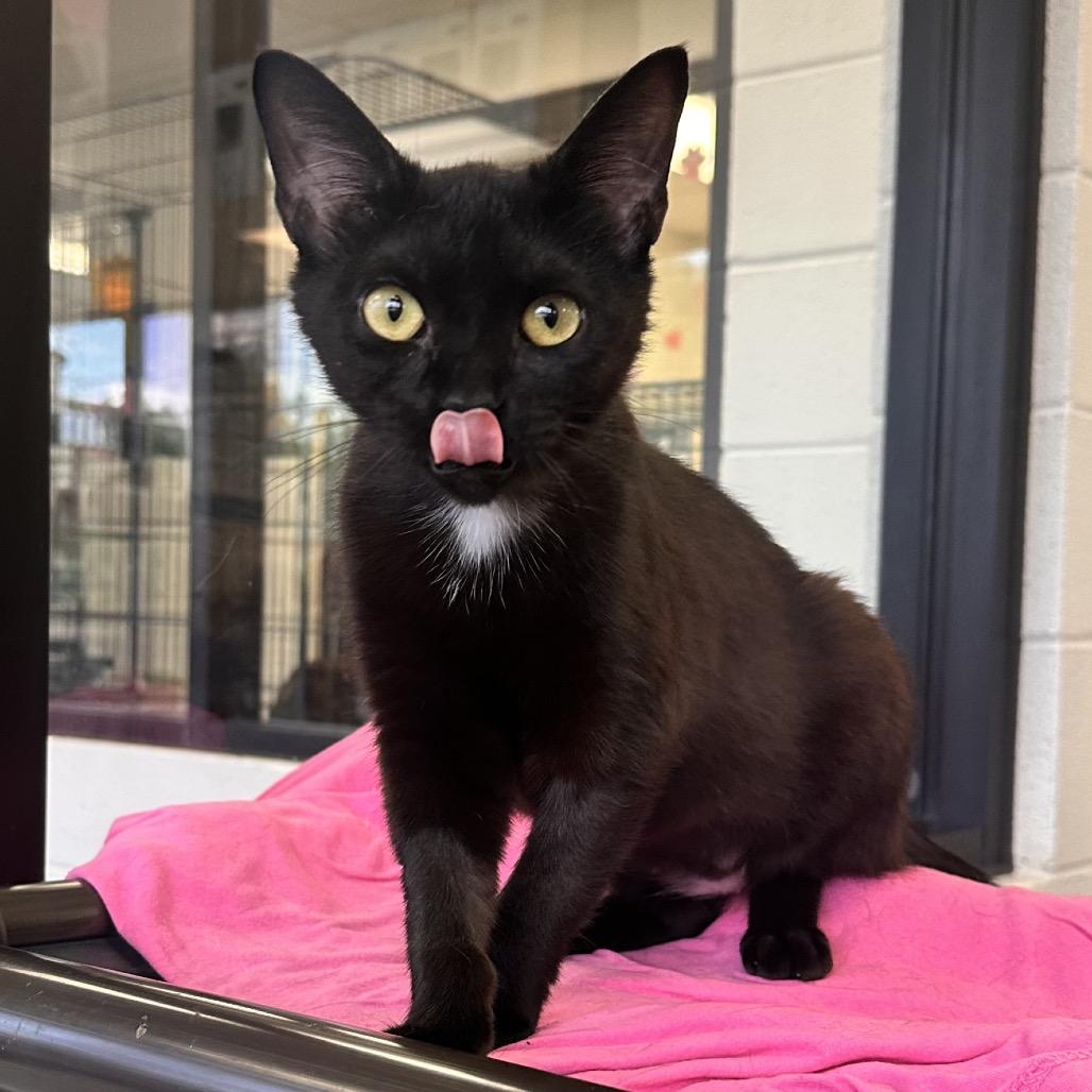 Enlarge Twinkle, a Adoptable Domestic Short Hair in Rocky Mount, VA image 2/6
