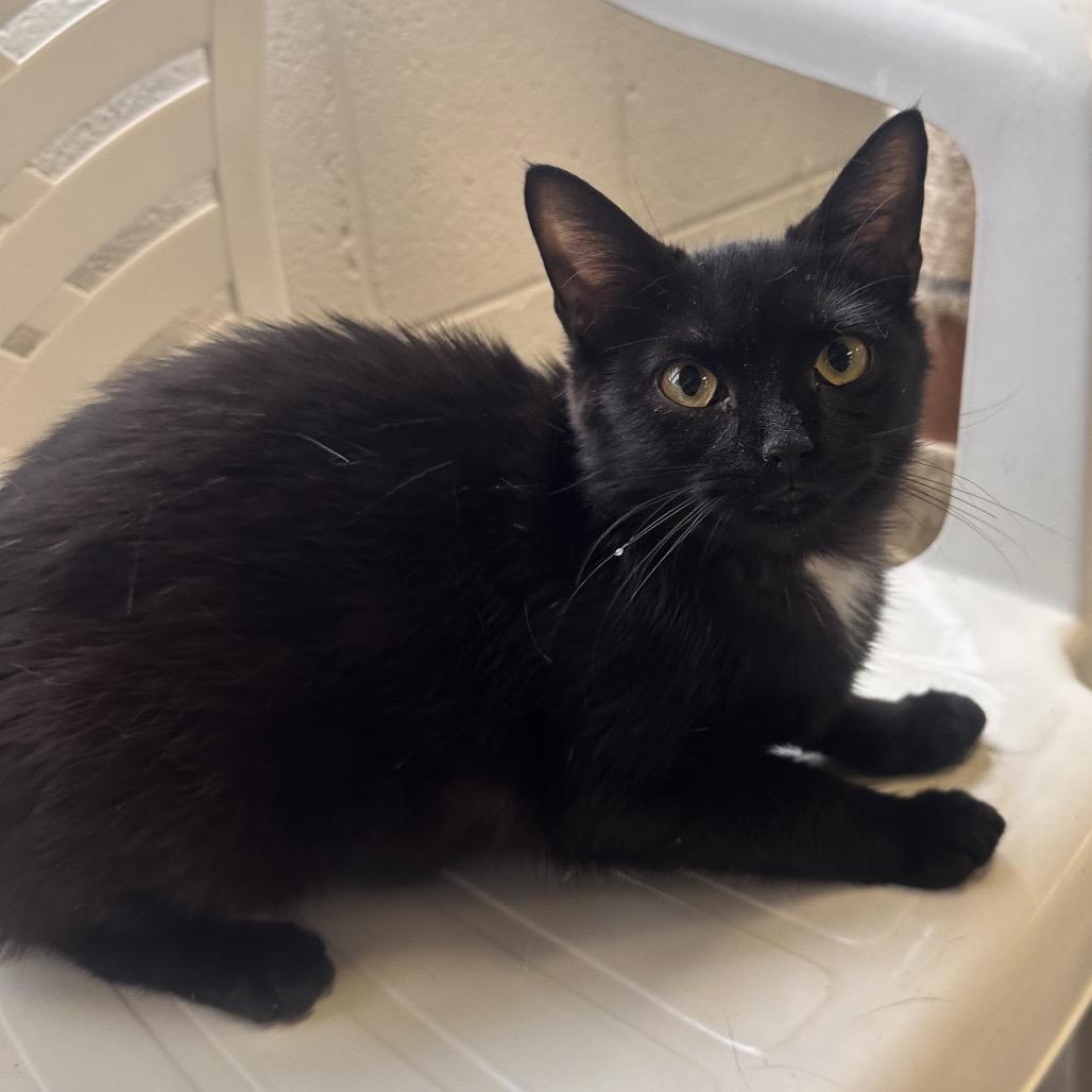 Enlarge Twinkle, a Adoptable Domestic Short Hair in Rocky Mount, VA image 3/6