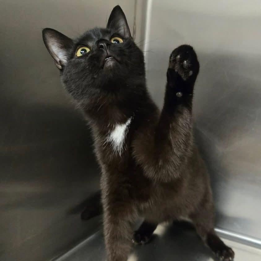 Enlarge Twinkle, a Adoptable Domestic Short Hair in Rocky Mount, VA image 4/6