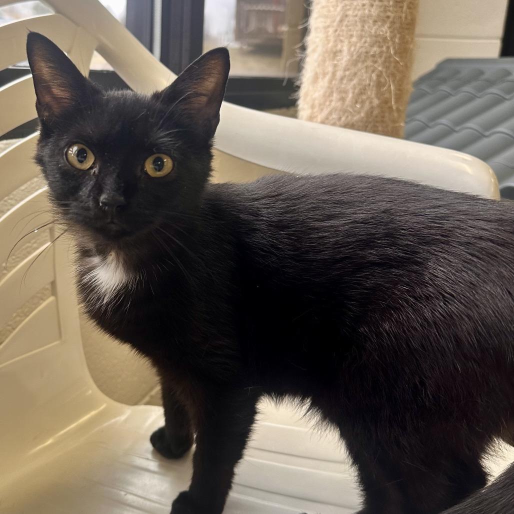 Enlarge Twinkle, a Adoptable Domestic Short Hair in Rocky Mount, VA image 5/6