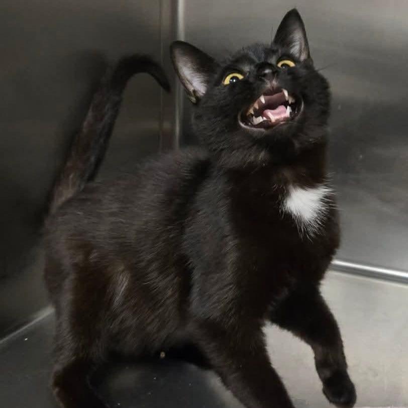 Enlarge Twinkle, a Adoptable Domestic Short Hair in Rocky Mount, VA image 6/6