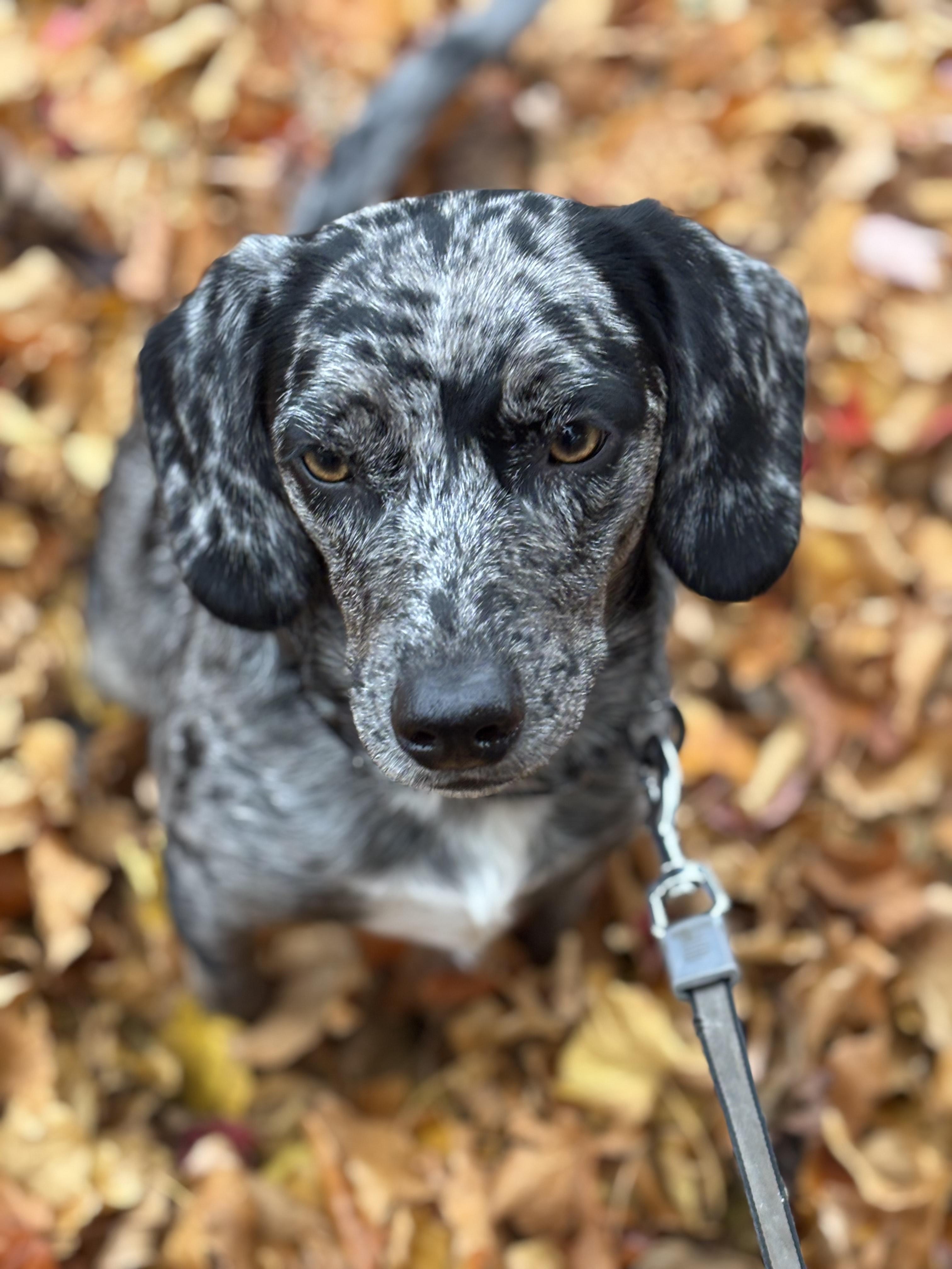 Pebbles, ADOPTABLE, Young Female Beagle & Catahoula Leopard Dog.