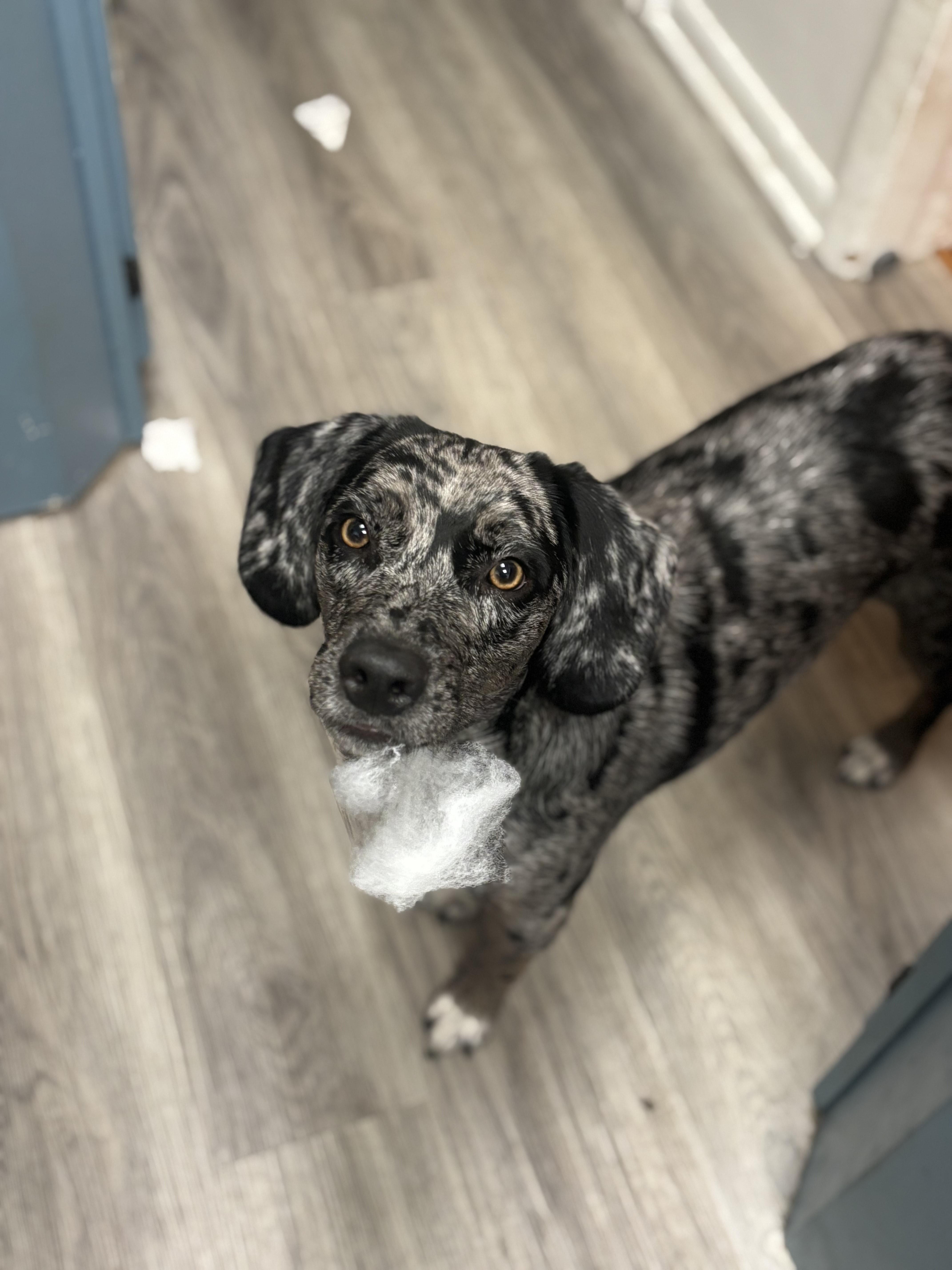 Enlarge Pebbles, a ADOPTABLE mixed breed in Honeoye Falls, NY image 2/2