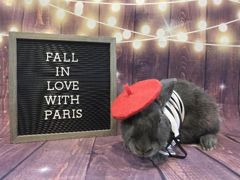Enlarge Paris, a Adoptable Bunny Rabbit in Columbus, OH image 1/1