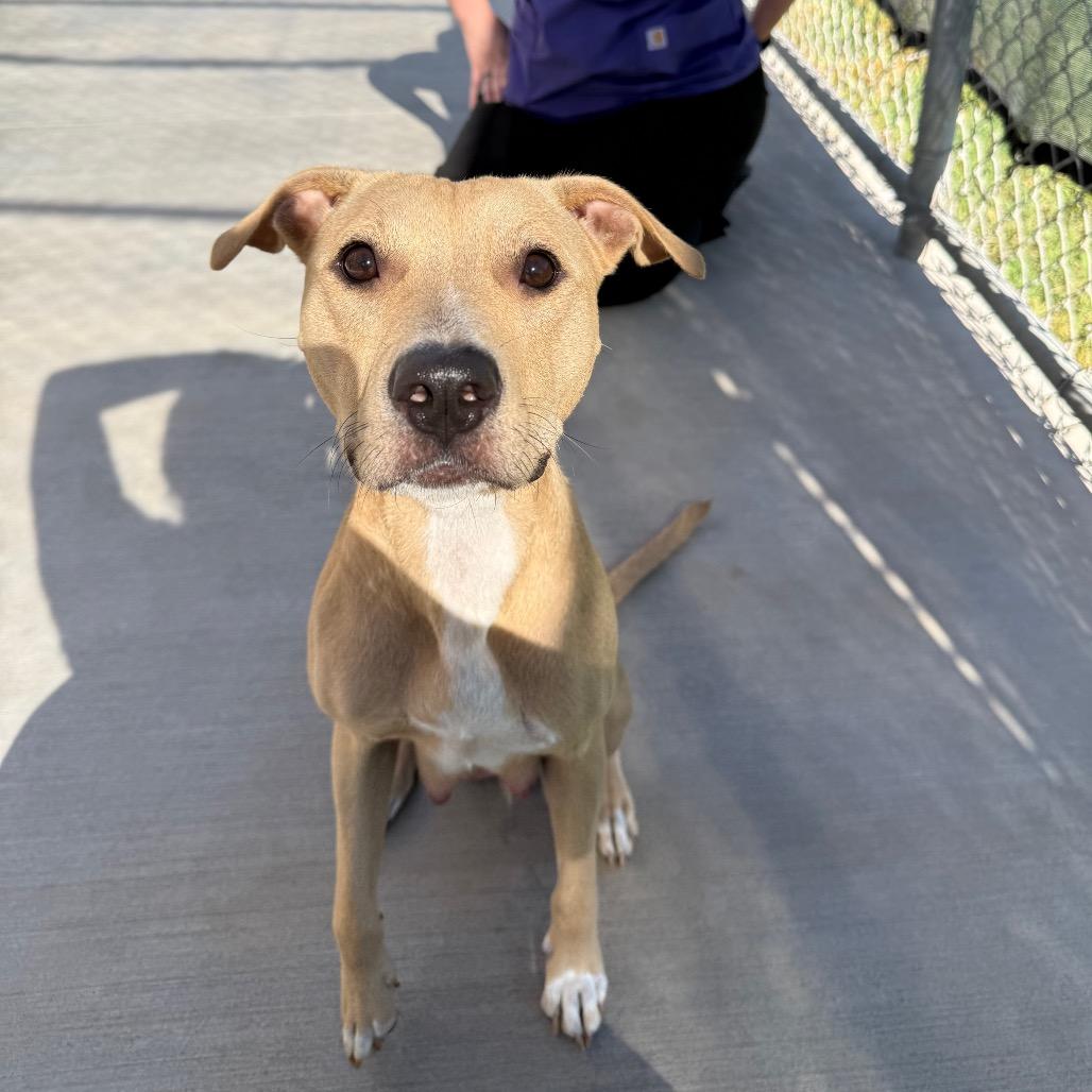 Enlarge Jasmine, a Adoptable mixed breed in McPherson, KS image 1/4