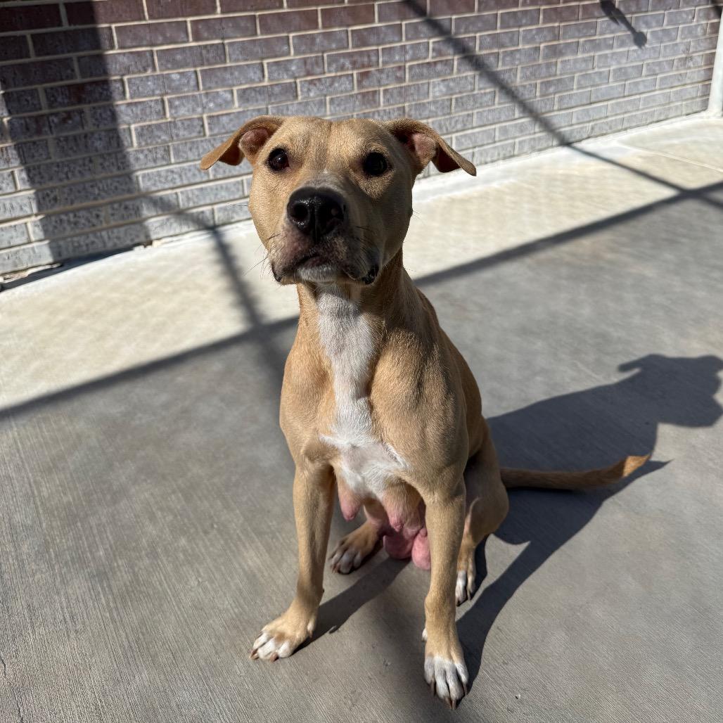 Enlarge Jasmine, a Adoptable mixed breed in McPherson, KS image 2/4