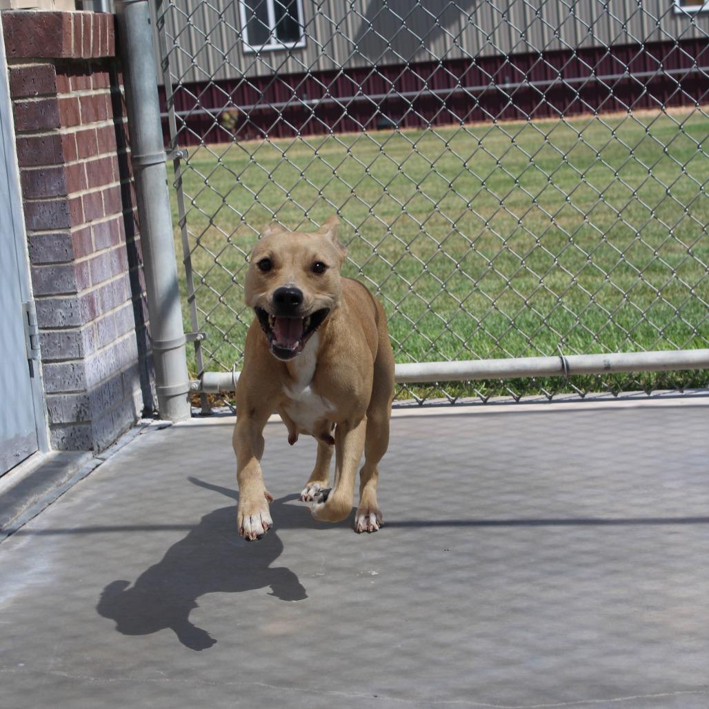 Enlarge Jasmine, a Adoptable mixed breed in McPherson, KS image 3/4