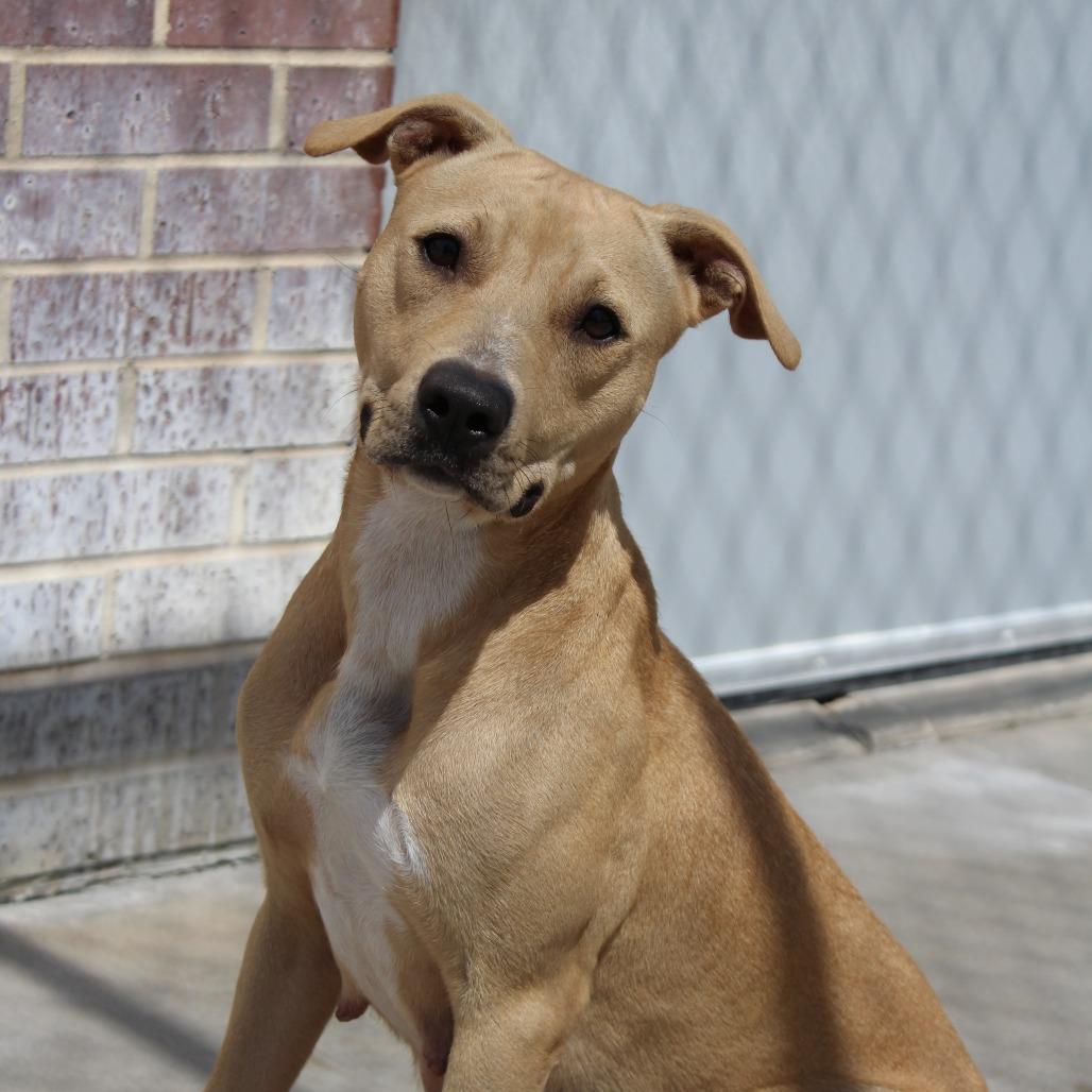 Enlarge Jasmine, a Adoptable mixed breed in McPherson, KS image 4/4