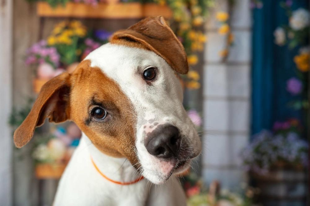 Enlarge Harmony, a Adoptable mixed breed in WARNER ROBINS, GA image 1/6