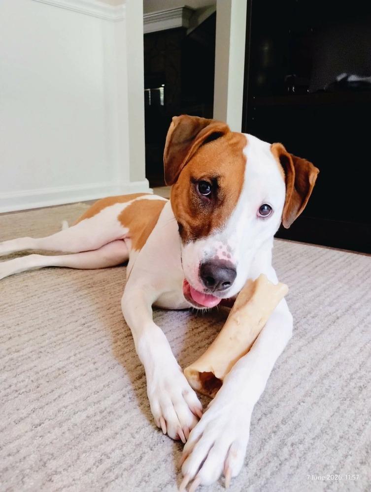 Enlarge Harmony, a Adoptable mixed breed in WARNER ROBINS, GA image 2/6