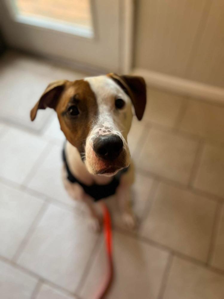 Enlarge Harmony, a Adoptable mixed breed in WARNER ROBINS, GA image 2/6