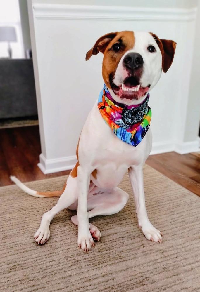 Enlarge Harmony, a Adoptable mixed breed in WARNER ROBINS, GA image 3/6
