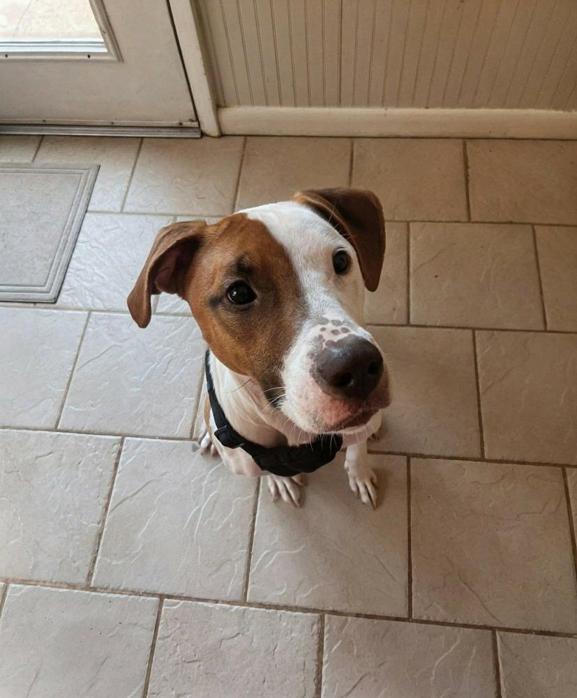 Enlarge Harmony, a Adoptable mixed breed in WARNER ROBINS, GA image 3/6